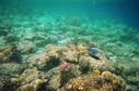 #9: Coral reef of Meedhuffushi island in 200 meters from the DCP 