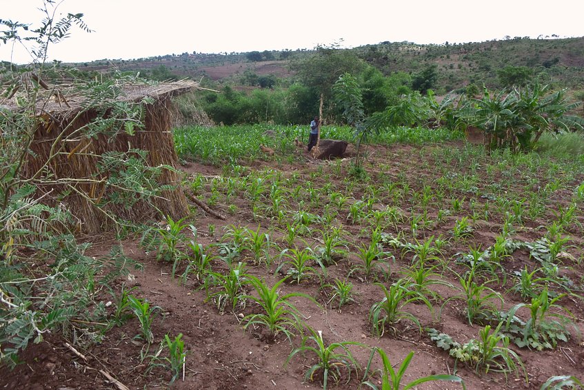 Corn field and shed of the owner