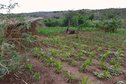 #9: Corn field and shed of the owner