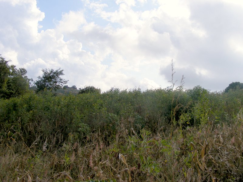 Looking west from the confluence