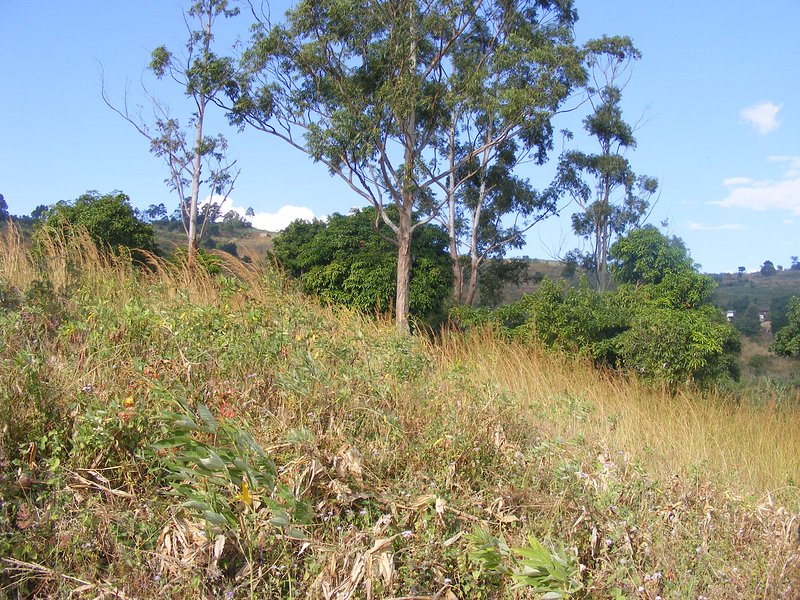 Looking east from the confluence