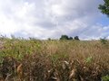 #3: Looking north from the confluence