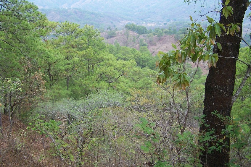 Vista general del área. General view