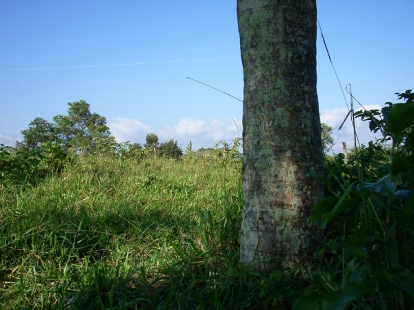 View toward confluence point, located next to tree trunk