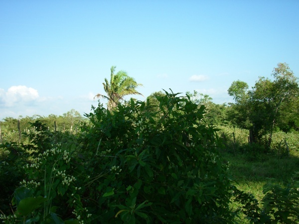 South view from confluence