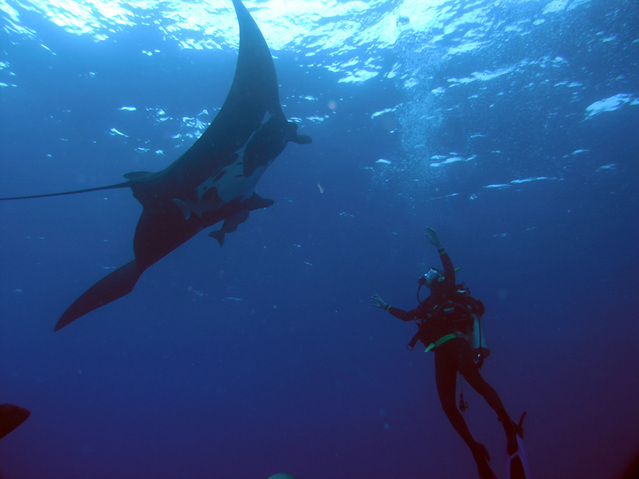 Visiting with a Manta