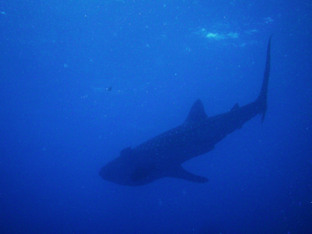 Whale Shark