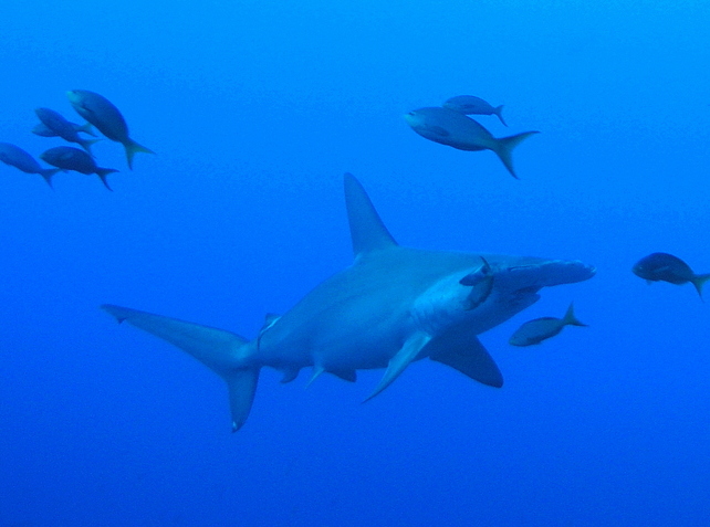 Hammerhead