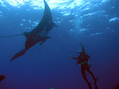 #3: Visiting with a Manta