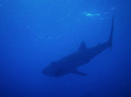 #4: Whale Shark