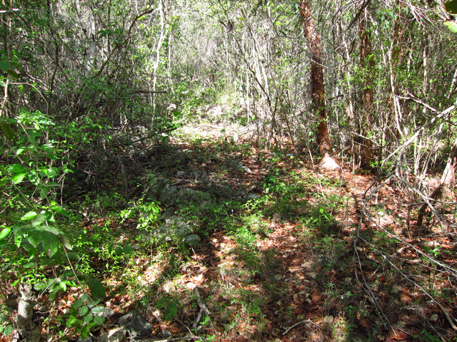 Confluence is 80 meters into the forest