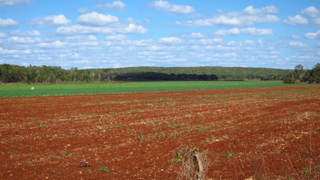 Mennonite field