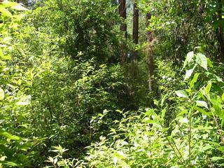 #1: North view of the confluence