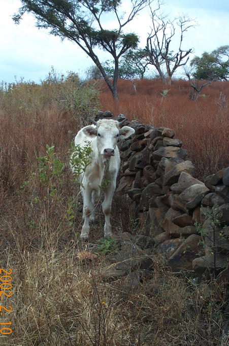 Wild Mexican Attacking Cow