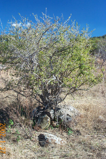 Cowfluence Bush with Rocks Underneath