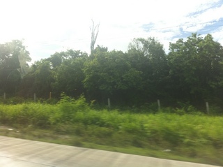 #1: Lowland rainforest near the confluence point.