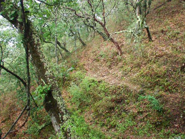 The exact site is in the path at the base of that light brown tree