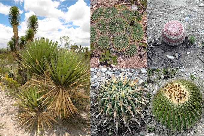 Vegetation in the area