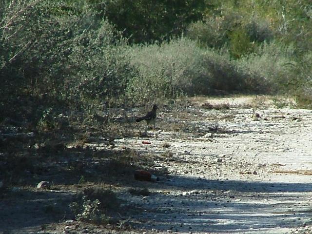 CORRECAMINOS