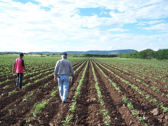 Surcos, caminamos sin dañarlos