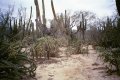 #2: Another view from the confluence point (more cactus)