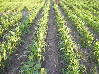 #1: Confluence site, in the middle of a corn field