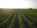 #2: Corn field, near Ejido Pancho Villa, San Fernando