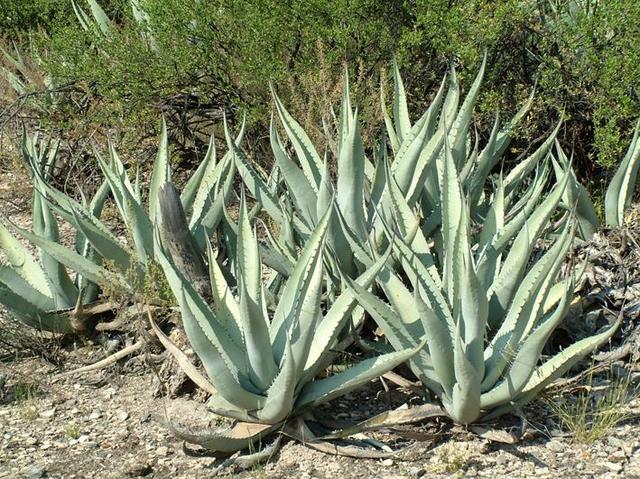 Flora: Maguey