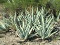 #11: Flora: Maguey