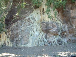 #1: According to my Topo maps, this tree is within a few meters of the confluence.