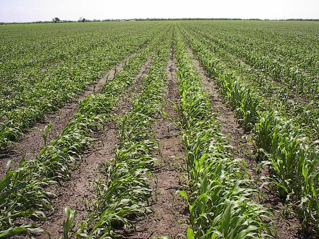 Confluence in the middle of a corn field