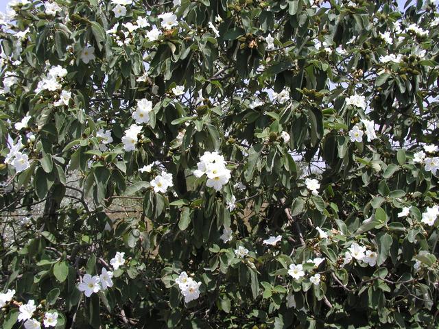 Some of the local flora