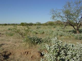 #1: The confluence is just at the base of the brittlebush in the foreground. This picture looks north.