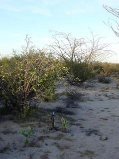 #1: The Confluence marked by the GPS in the lower part of picture on top of a cholla stump