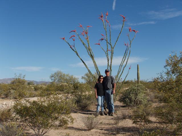 Flowering Ocotillo