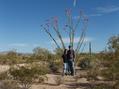 #6: Flowering Ocotillo