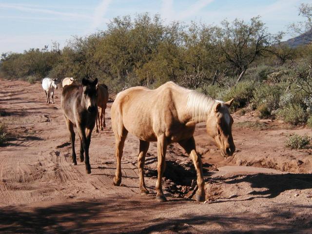 5 horses walking down the road