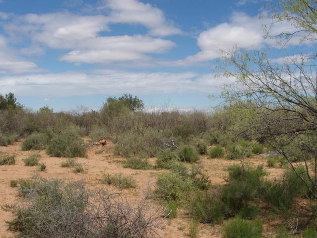 Looking East from Confluence