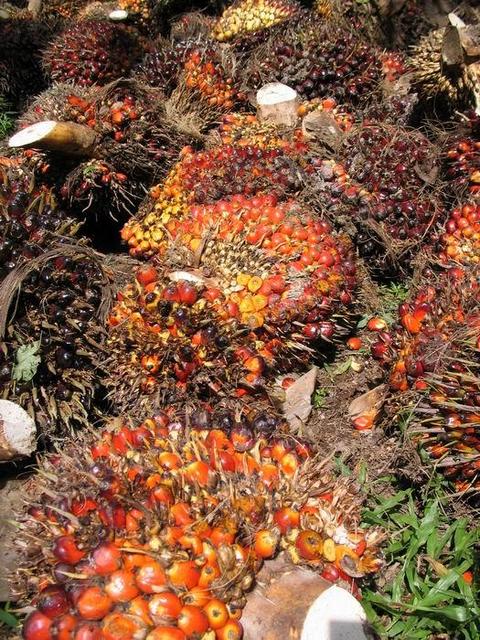 Pictoresque Palmoil Fruits