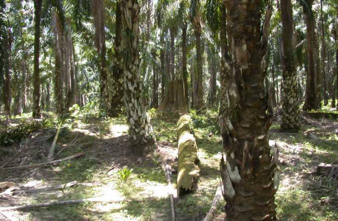 The confluence on a very gentle slope under a canopy