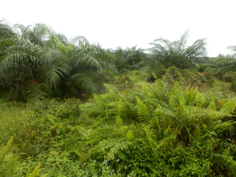 The Confluence from 15 m