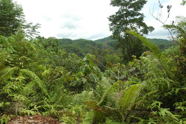 General view taken from logging road above the C.P.