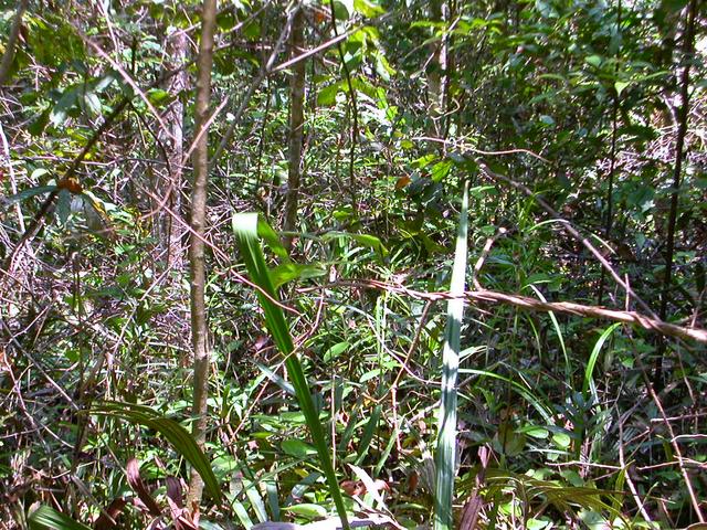 View of the area where the confluence point is located