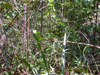 #1: View of the area where the confluence point is located