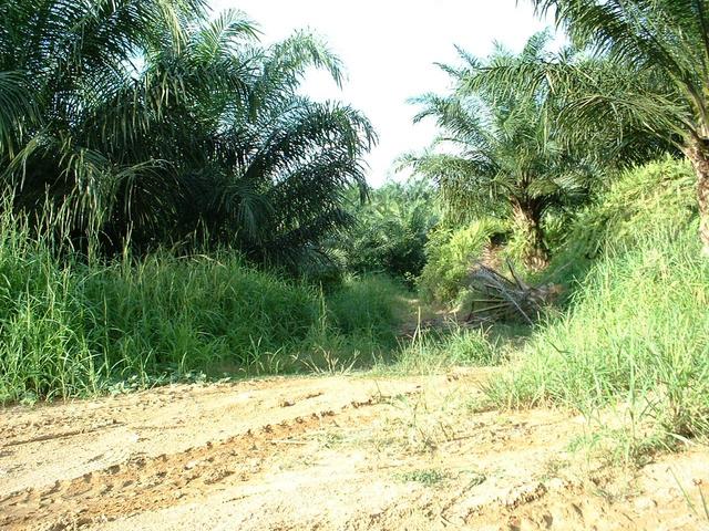 Entrance to the lane about 100 metres from confluence point