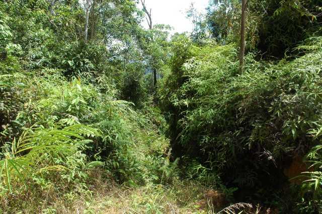 looking South into another mass of jungle and mountain