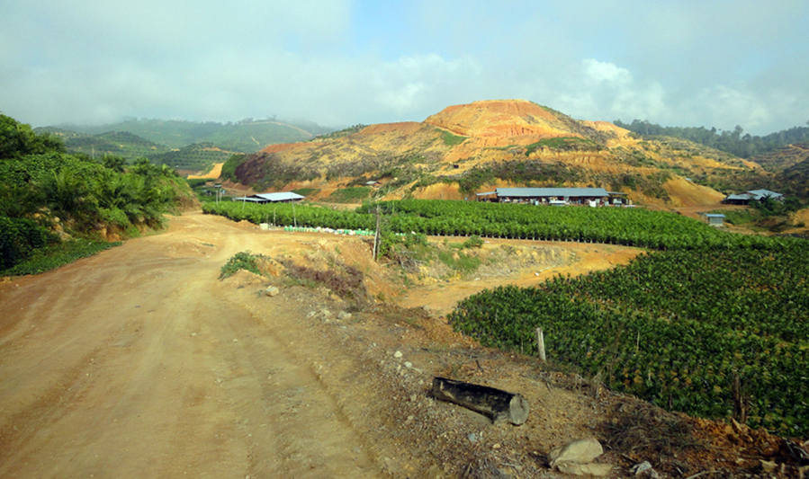 the new plantation surrounding the confluence