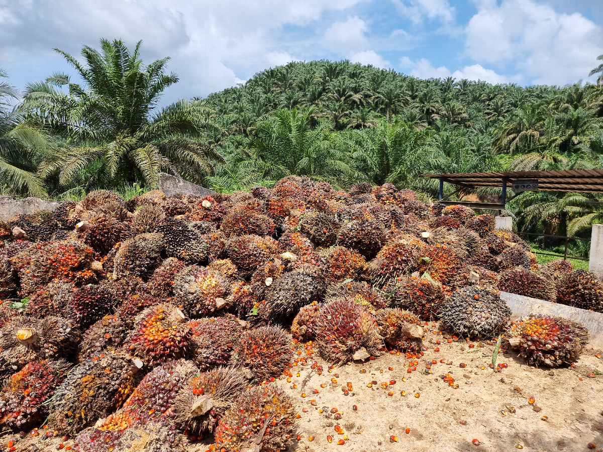 Oil palm nuts