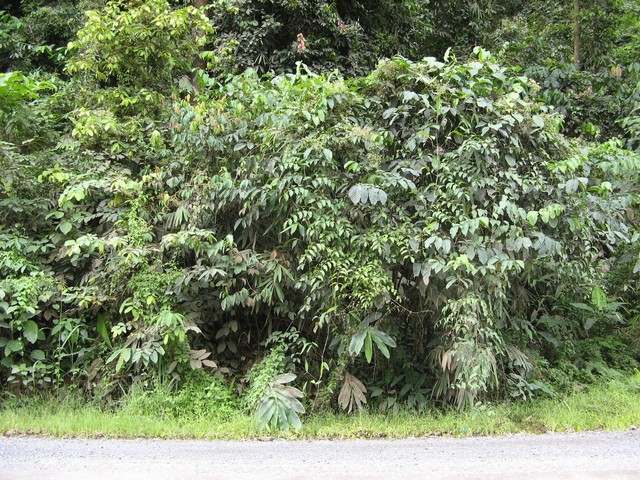 View north from the road (opposite direction from the confluence).