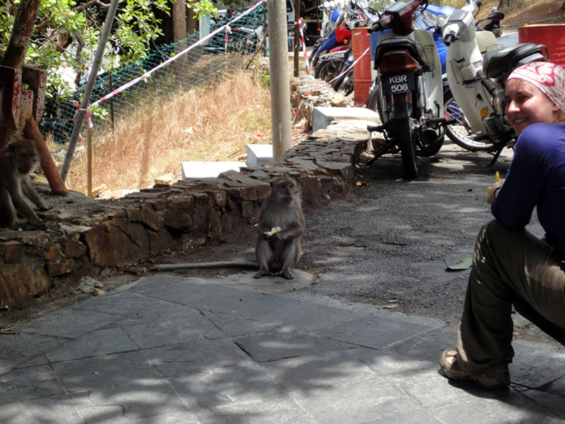 feeding monkeys at the marina